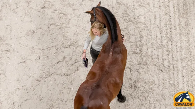 La place de l'alimentation dans le développement musculaire du cheval