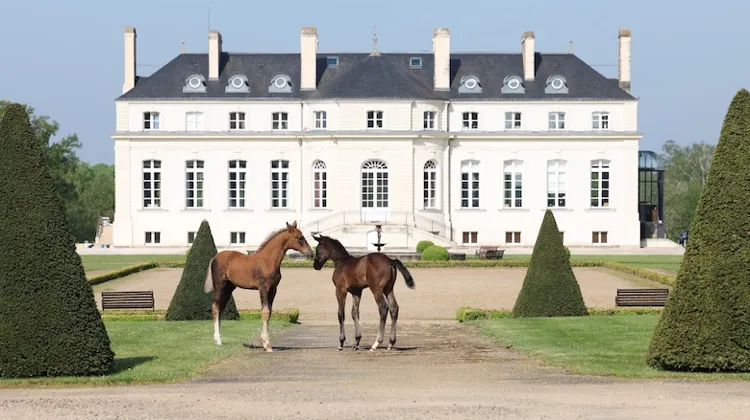 Haras de Hus Online Auction du 29 au 31 mai