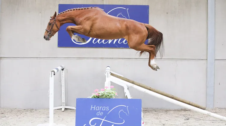 Jaika de Talma - By Cera d'Ick x Qauprice 