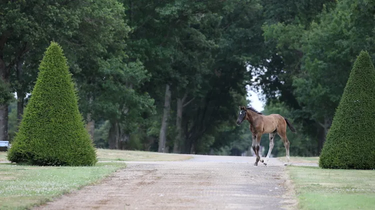 Vente aux ecnhères en ligne de poulains et embryons issus du Haras de Hus, du 27 au 29 août