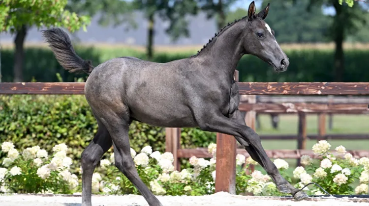 Woodbridge BS (Tobago Z x Quincerot van T&L)