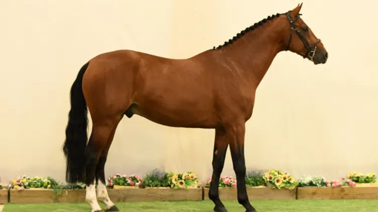 Quatre jours palpitants de ventes aux enchères NASH Élite à venir ! À Saint-Lô, du 20 au 23 octobre