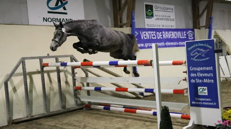  Vente amiable de jeunes chevaux le 12 novembre via le groupement de Sainte-Mère-Église, dans le Cotentin