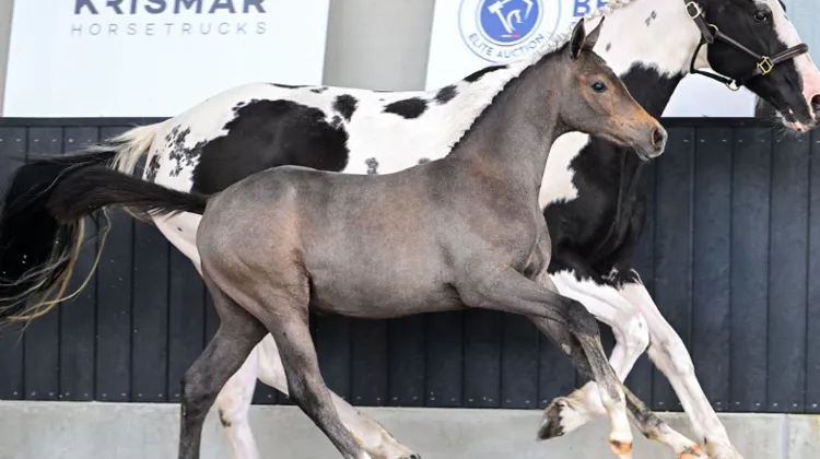 Belgian Elite Auction mise sur des lignées maternelles exclusives lors de sa vente aux enchères 