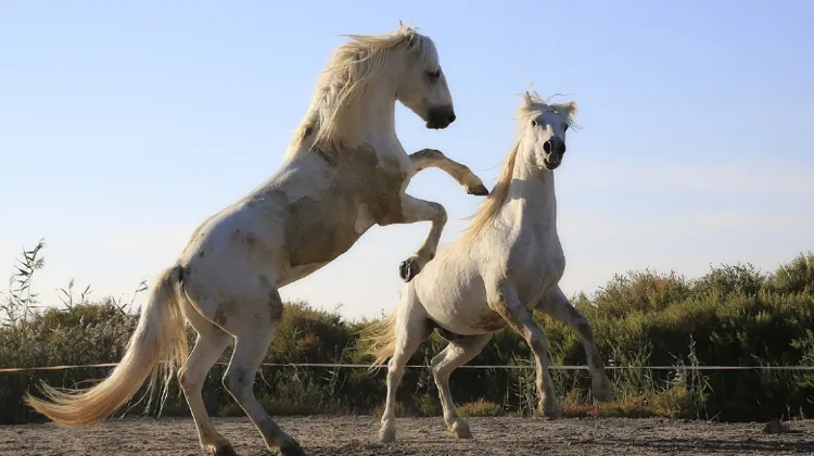 Assurer ou non les frais vétérinaires