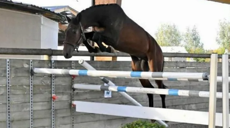 Cessation d’activités: plus de 100 lots aux enchères sans prix de réserve