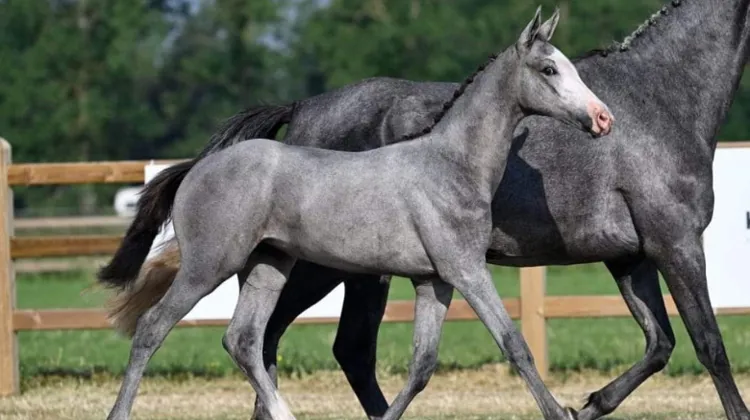 Dernières heures pour enchérir lors la vente Flash Ekestrian de l'année : des prix imbattables