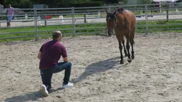 En véritable miroir, le cheval permet aux managers d'acquérir un savoir-faire basé sur l'utilisation de leur intelligence émotionelle.