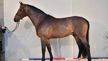 Approuvé en février 2020 et champion du testage en décembre, Happy Day d’Iscla est l’un des jeunes étalons qui a honoré le plus de saillies en France l’an dernier.