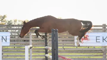 Lot 32 - 2 ans – Femelle - Denzel van't Meulenhof x Heartbreaker, avec la nièce de Prinses d'Amour Erperhof et Hydra van Erperhof 1.60m*