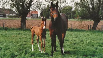 Née au printemps 2005 à Zele, une petite commune de Flandre-Orientale située dans le triangle Anvers-Bruxelles-Gand, Flora de Mariposa est ici aux côtés de sa mère Adeline.