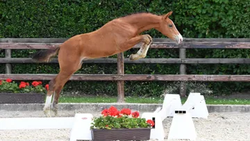 lot n°5, « Chapeau »