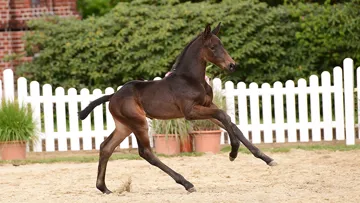 Un poulain par Cornet's Quaprice et Baloubet