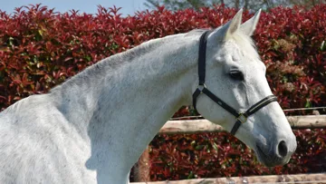Ancienne championne de Kevin Staut, la KWPN Silvana*HDC a été labellisée Selle Français.