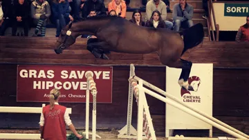 Au terme d'un duel palpitant, le haras des Coudrettes s'est offert Moneymaker van de Axelhoeve pour 195 000 euros.