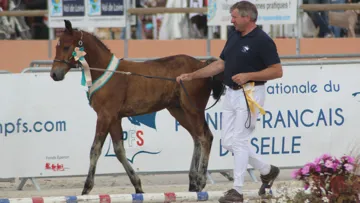 Houla Hop de Brenus (Welcome Sympatico x Orkidée de Civry), champion suprême au Sologn' Pony.