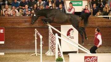 Empereur de Hus, adjugé à 160 000€ hier soir.