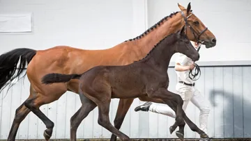Odyssee van de Hoef HS (Cornet Obolensky x Chacco-Blue) provient de la souche de Peppermill, l’ancien crack étalon de John Whitaker.
