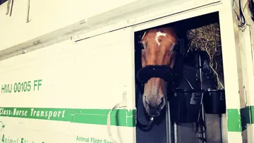 Hello Sanctos prêt pour l'embarquement, dans son box de voyage aérien.