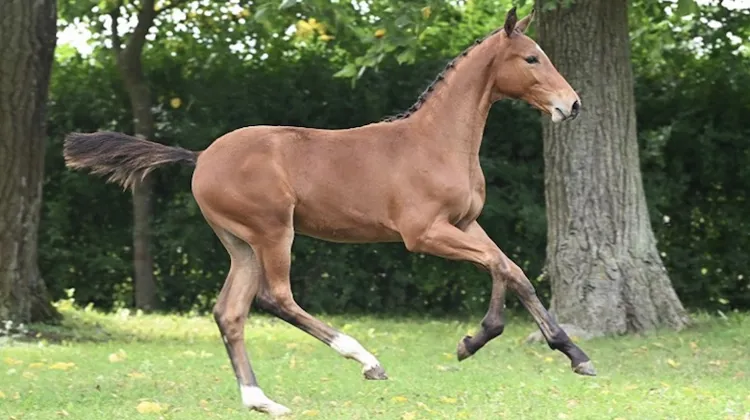 Poulain mâle - Lignée directe d’Excellentia de Muze, Narcotique de Muze II et Qerly Chin