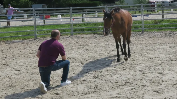 En véritable miroir, le cheval permet aux managers d'acquérir un savoir-faire basé sur l'utilisation de leur intelligence émotionelle.