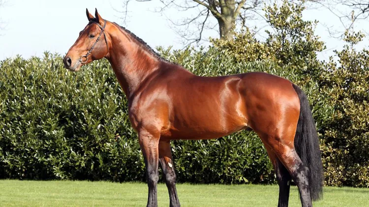 Eldorado van de Zeshoek est dix-septième du classement des étalons de saut d’obstacles de la WBFSH 2020.