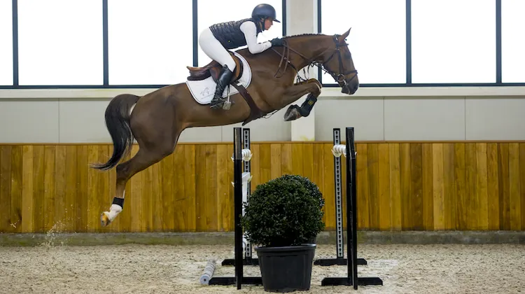 Bamalou de l’Ecuyer