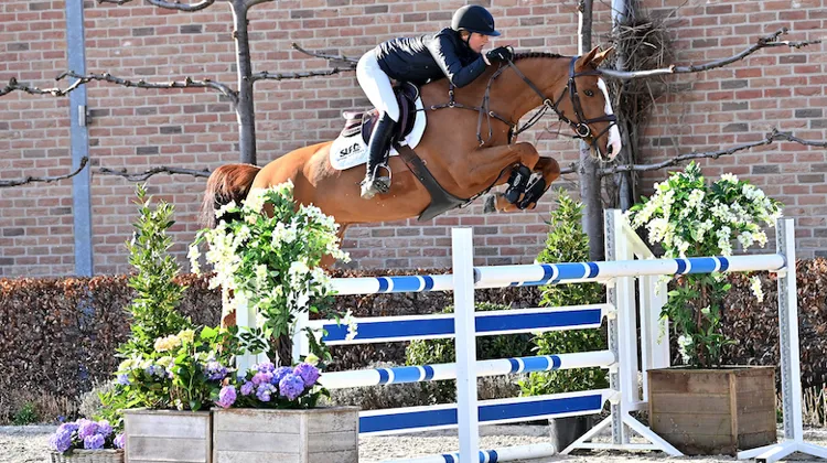 Plaisante (Tangelo vd Zuuthoeve x For Pleasure)