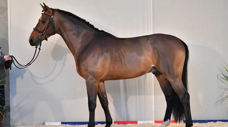 Approuvé en février 2020 et champion du testage en décembre, Happy Day d’Iscla est l’un des jeunes étalons qui a honoré le plus de saillies en France l’an dernier.