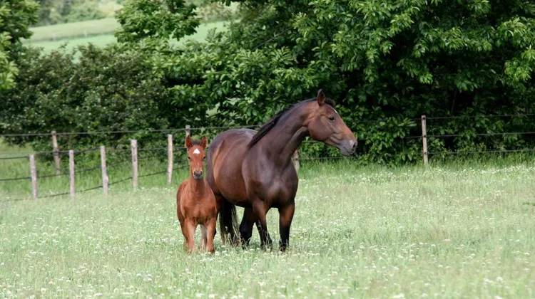 Star de l'élevage du Cèdre, Urgada de Kreisker a eu deux poulains avant de se concnetrer au transfert d'embryons.
