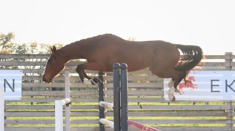 Lot 32 - 2 ans – Femelle - Denzel van't Meulenhof x Heartbreaker, avec la nièce de Prinses d'Amour Erperhof et Hydra van Erperhof 1.60m*