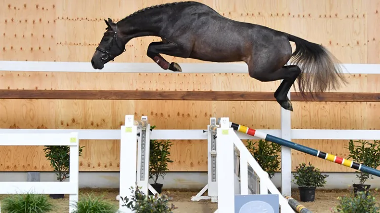 Cristal Blue van het Ruytinxbos