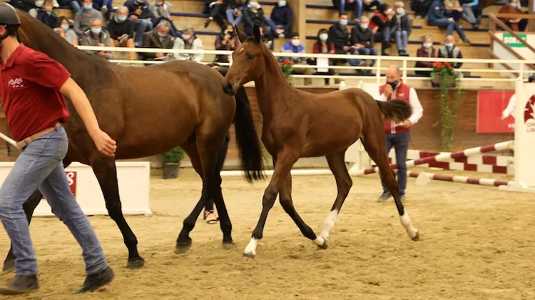 Le deuxième meilleur prix a été obtenu par Utrella van de Helle, avec 94.000 euros, un nouveau record, probablement mondial, pour un foal femelle.