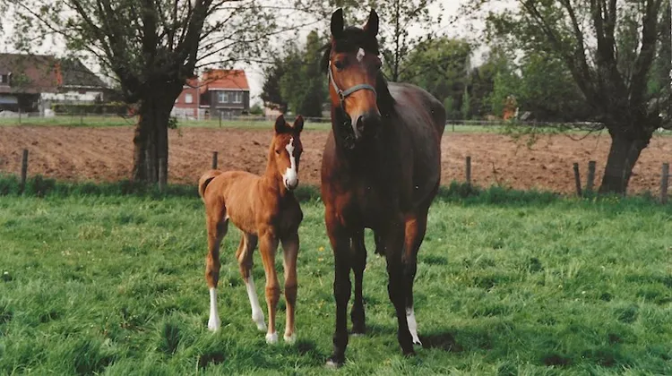 Née au printemps 2005 à Zele, une petite commune de Flandre-Orientale située dans le triangle Anvers-Bruxelles-Gand, Flora de Mariposa est ici aux côtés de sa mère Adeline.