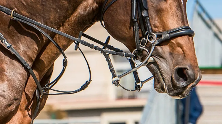Désormais, les branches d’un hackamore ne doivent pas être plus longues que 22cm. Un hackamore - quand il est employé en combinaison - ne peut être utilisé qu’avec un mors sans effet de levier et avec au maximum une muserolle supplémentaire.