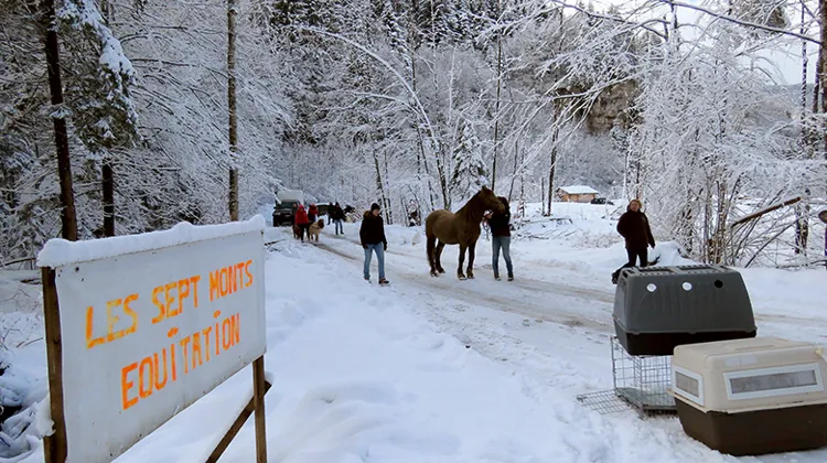 Le refuge suisse de Darwyn et Animaux secours d’Arthaz s’apprêtent à saisir les animaux du centre équestre des Sept Monts le 12 février 2018.