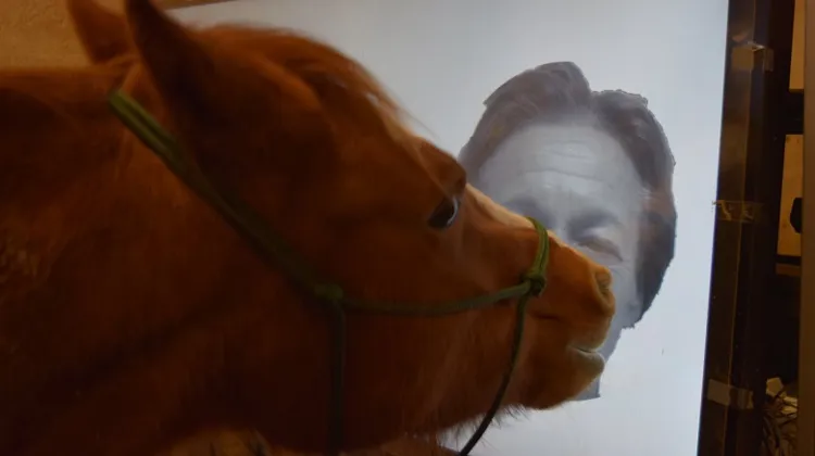 Cette étude a prouvé que les chevaux étaient de capables de nous reconnaître à partir de photos.
