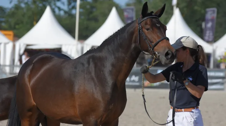 Petite Moïse, championne Suprême femelle, est également la mère du gagnant des foals mâles.