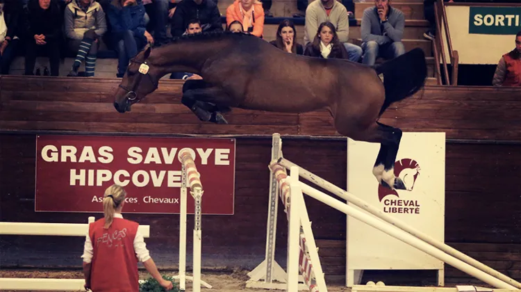Au terme d'un duel palpitant, le haras des Coudrettes s'est offert Moneymaker van de Axelhoeve pour 195 000 euros.