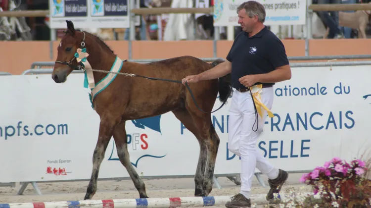 Houla Hop de Brenus (Welcome Sympatico x Orkidée de Civry), champion suprême au Sologn' Pony.