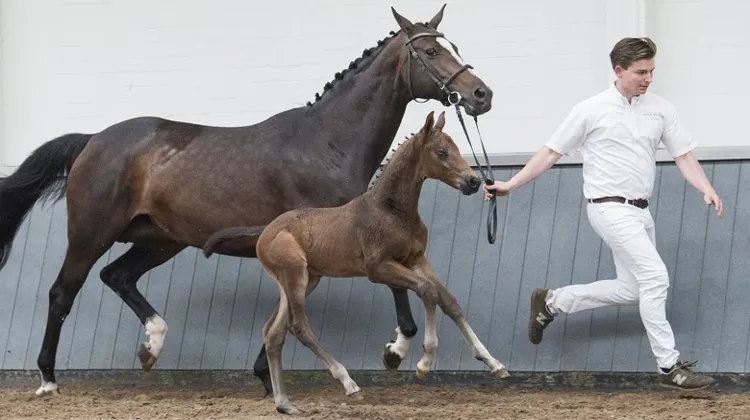 Ovation W (Vannan x Quidam de Revel)