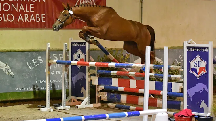 Gossederiche Pierre, un chic champion 2019