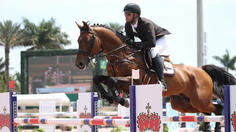 Auparavant sous selle française, Ricoré Courcelle devrait être vendu aux enchères.