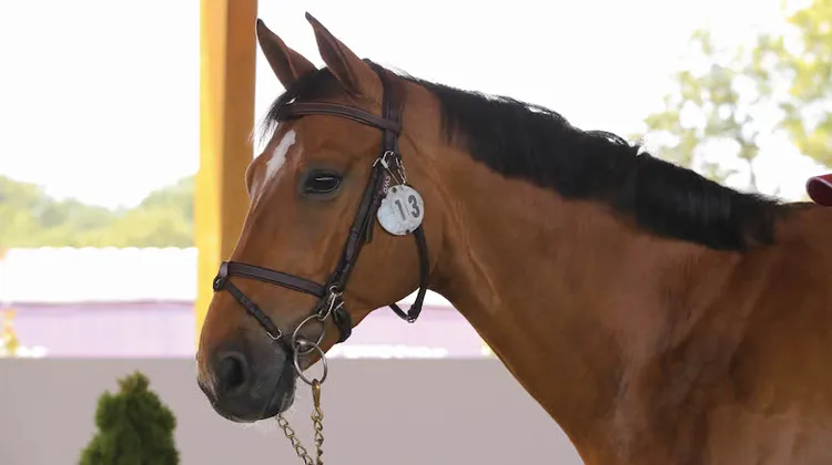 Beauville Z lors du Hubside Jumping de Grimaud, début juillet 2020.