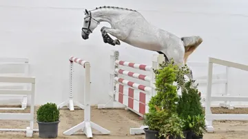 Action Sandra PS v. Action Blue x Calido