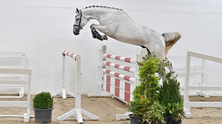 Action Sandra PS v. Action Blue x Calido