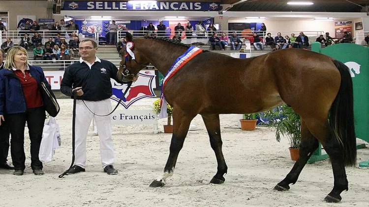 Bachus St Lois champion des deux ans SF