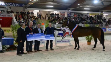 Balko d'Elle, champion de France des mâles de trois ans l'an dernier