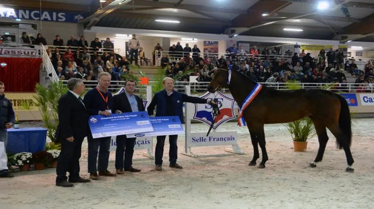 Balko d'Elle, champion de France des mâles de trois ans l'an dernier