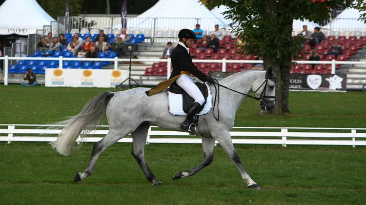 Nicolas Touzaint a fait une démonstration de dressage avec Caretinhus (@ Pauline Chevalier)